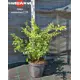 Айва японская h50 - 70 см