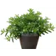Куфея микс ø12 h12 см