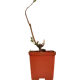 Бузина ø15 h40 см