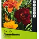 Лилейник Дабл микс разбор I 3 шт.