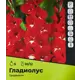Гладиолус Традерхон луковицы 10/12, 5 шт.