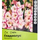 Гладиолус Присцилла луковицы 10/12, 5 шт.