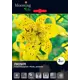 Лилия тетраплоидная Перл Дженифер луковицы 14/16 3 шт
