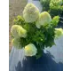 Гортензия метельчатая Литтл Спуки ø19 h40 см