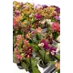 Фаленопсис мини ø7 h15 - 25 см
