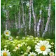 Фотообои Vostorg № 146 Ромашковая поляна 196x201 см