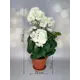 Искусственная герань Подар.ОК Home 9x12 см цвет белый,зеленый,коричневый