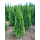Туя Смарагд Ком ø30 h100 - 120 см