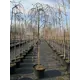 Ива Килмариок ø23 h100 - 120 см