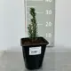 Тисс средний Хилли ø14 h300 см