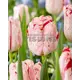 Тюльпан Триумф Мерел Делайт луковицы 12 5 шт