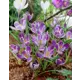 Крокус крупноцветковый Кинг Оф Страйпд луковицы 8/9 7 шт