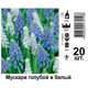 Мускари голубой и белый луковицы 6/7 20 шт