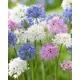 Аллиум микс луковицы 4/5 10 шт