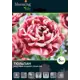 Тюльпан махровый Друм Лайн луковицы 12 3 шт