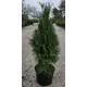 Туя западная Смарагд ø21 h110 - 130 см
