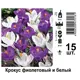 Крокус весенний фиолетовый и белый луковицы 7/8 15 шт