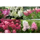 Гортензия метельчатая микс ø19 h20 - 40 см