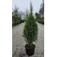 Туя западная Смарагд ø21 h90 - 110 см