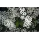 Сирень обыкновенная Рочестер ø15 h35 см