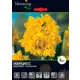 Нарцисс махровый Голден Рейн луковицы 15/16 3 шт