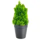 Искусственное растение в горшке Туя Брабант 24.1x9.1 см ПВХ зеленый