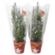 Кипарисовик Элвуда 202 ø9 h50 см