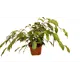 Фикус Бенджамина Данита ø15 h35 см
