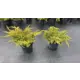 Можжевельник средний Голд Стар