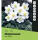 Морозник Уайт Бьюти луковицы I