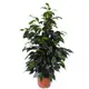 Фикус "Benj Danielle" 21х110 см
