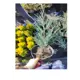 Можжевельник скальный ø16 h10 - 20 см