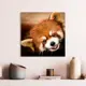 Картина без рамки Postermarket Волк 30x30 см AG 30-60