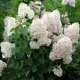 Гортензия метельчатая Долли ø22 h30 см