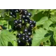 Смородина черная Гулливер h20 см