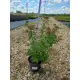 Спирея японская Фробели ø19 h40 - 60 см