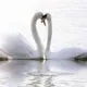 Фотообои Divino Decor Нежность A-057 200x147 см