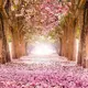 Фотообои Divino Decor Цветущие деревья C-249 200x270 см