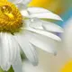 Фотообои Divino Decor Роса на ромашке D-079 200x270 см