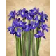 Фотообои флизелиновые Dekor vinil 200x260 см Ирисы