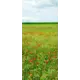 Наклейка для дверей и мебели Wallfix "Маковое поле" W164, 95x220 см