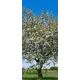 Наклейка для дверей и мебели Wallfix "Цветущее дерево" 95x220 см, W199
