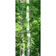 Наклейка для дверей и мебели Wallfix "Березовый шум" 95x220 см, W248