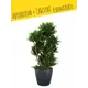 Кашпо напольное с автополивом Lechuza Classico Color 35 13224 17 л