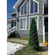 Искусственное дерево Туя Crystal Trees ТУ-230 230 см