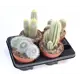 Кактус микс ø15 h25 см