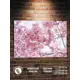 Картина Полицентр Цветочный фон сакура 50x70 см