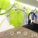 Стеновая панель Фартукофф ФФ - 214 200x60x0.15 см ПВХ цвет зеленый/фиолетовый