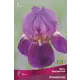 Ирис бородатый Император