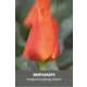 Тюльпан гибрид Грейга Мирамаре луковицы 10/11